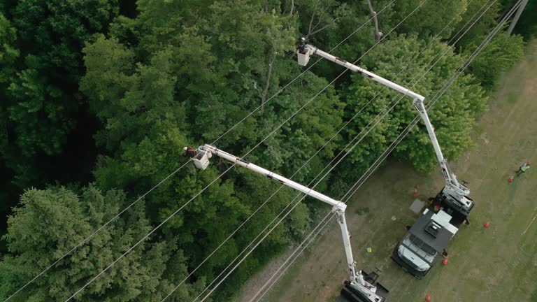 Best Utility Line Clearance  in Detroit Beach, MI