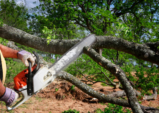 Best Emergency Tree Removal  in Detroit Beach, MI